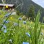 Bergwiese mit blauen und gelben Wildblumen vor einer Hütte und Bergen im Hintergrund